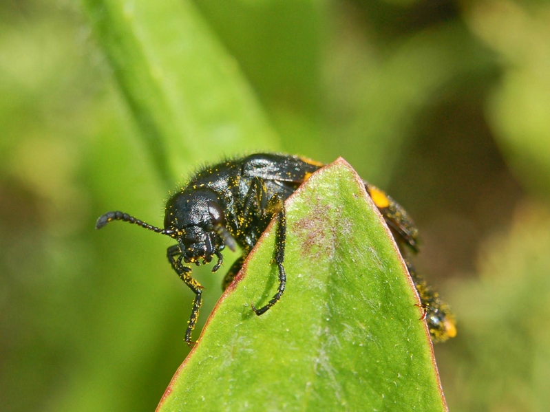 Mylabris, probabilmente variabilis